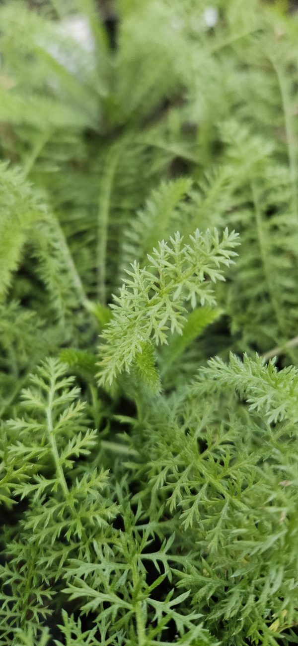 Achillea millefolium 'Paprika' Achillea millefolium 'Paprika'