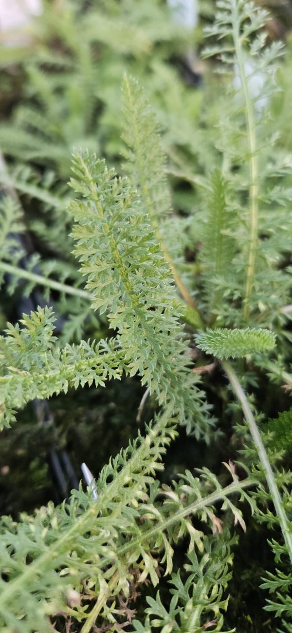 Achillea millefolium 'Pretty Belinda' Achillea millefolium 'Pretty Belinda'