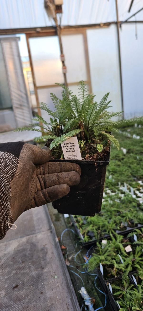 Achillea millefolium 'Pretty Belinda' 2 Achillea millefolium 'Pretty Belinda'