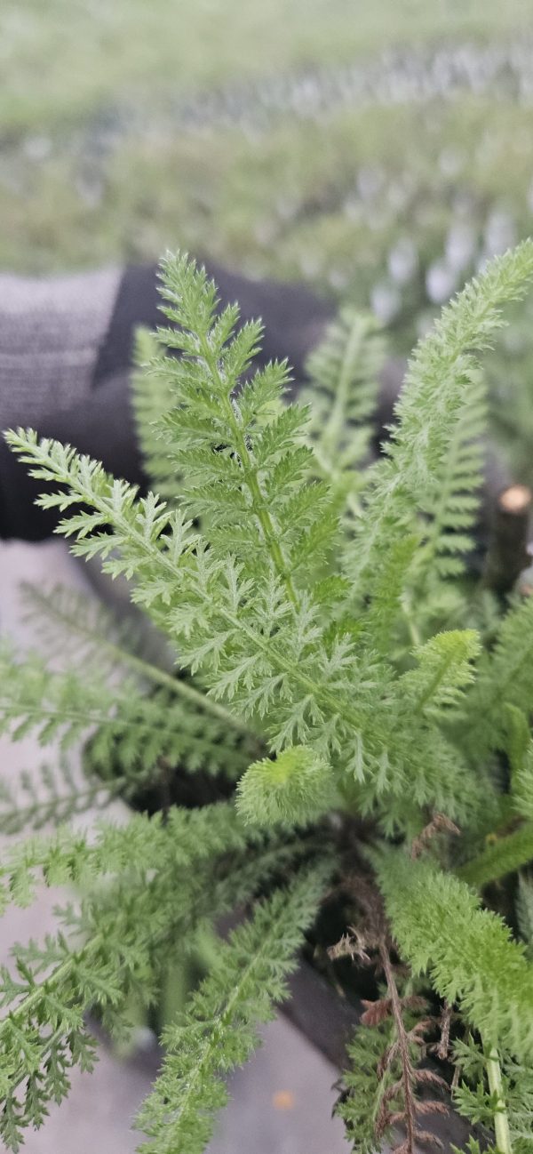 Achillea millefolium 'Schneetaler' Achillea millefolium 'Schneetaler'