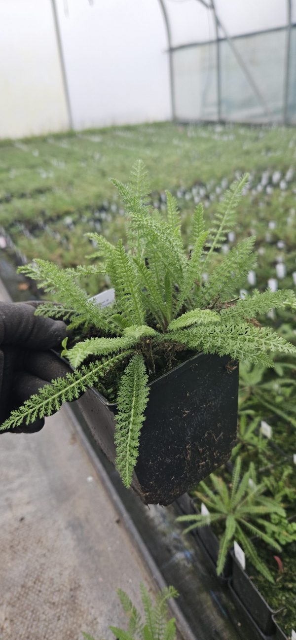 Achillea millefolium 'Schneetaler'2 Achillea millefolium 'Schneetaler'