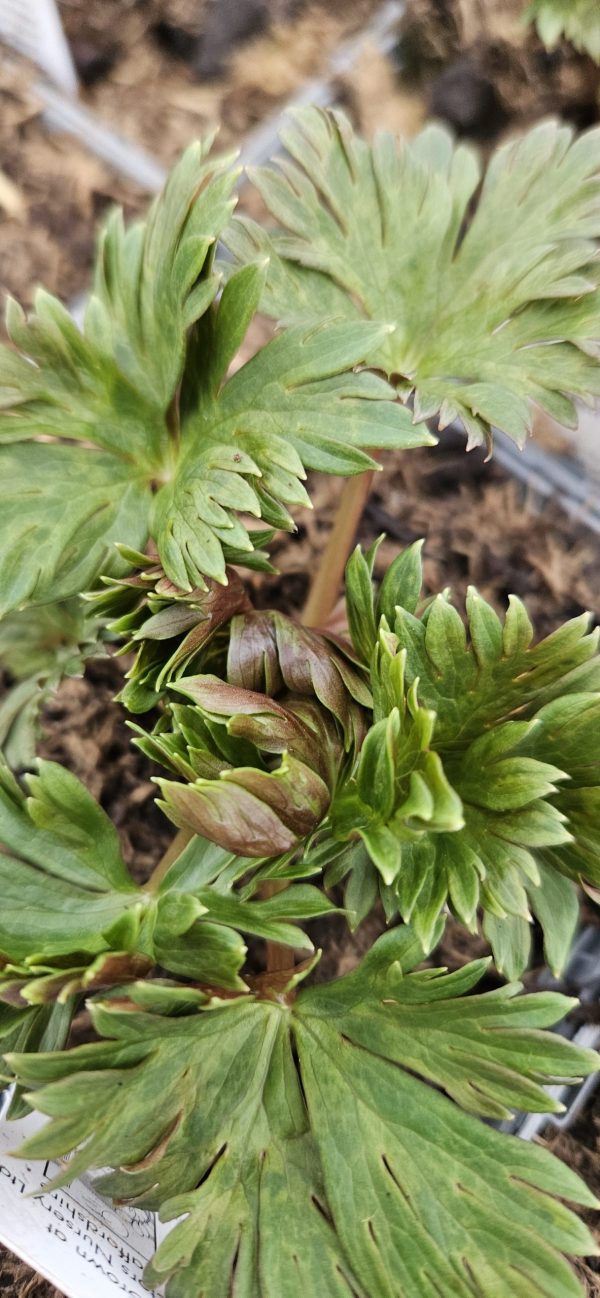 Aconitum carmichaelii 'Arendsii' Aconitum carmichaelii 'Arendsii'