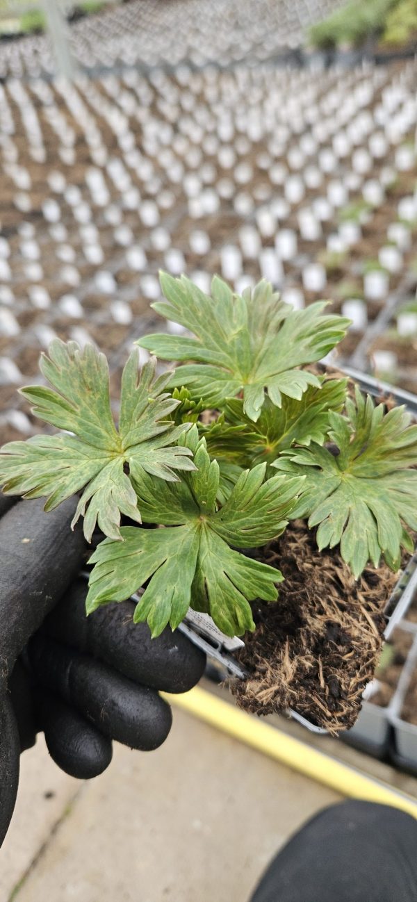 Aconitum carmichaelii 'Arendsii' 2 Aconitum carmichaelii 'Arendsii'