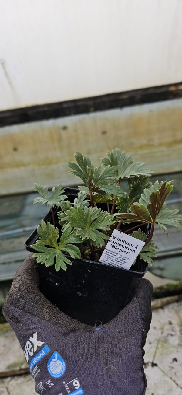 Aconitum x cammarum 'Bicolour' Aconitum x cammarum 'Bicolour'