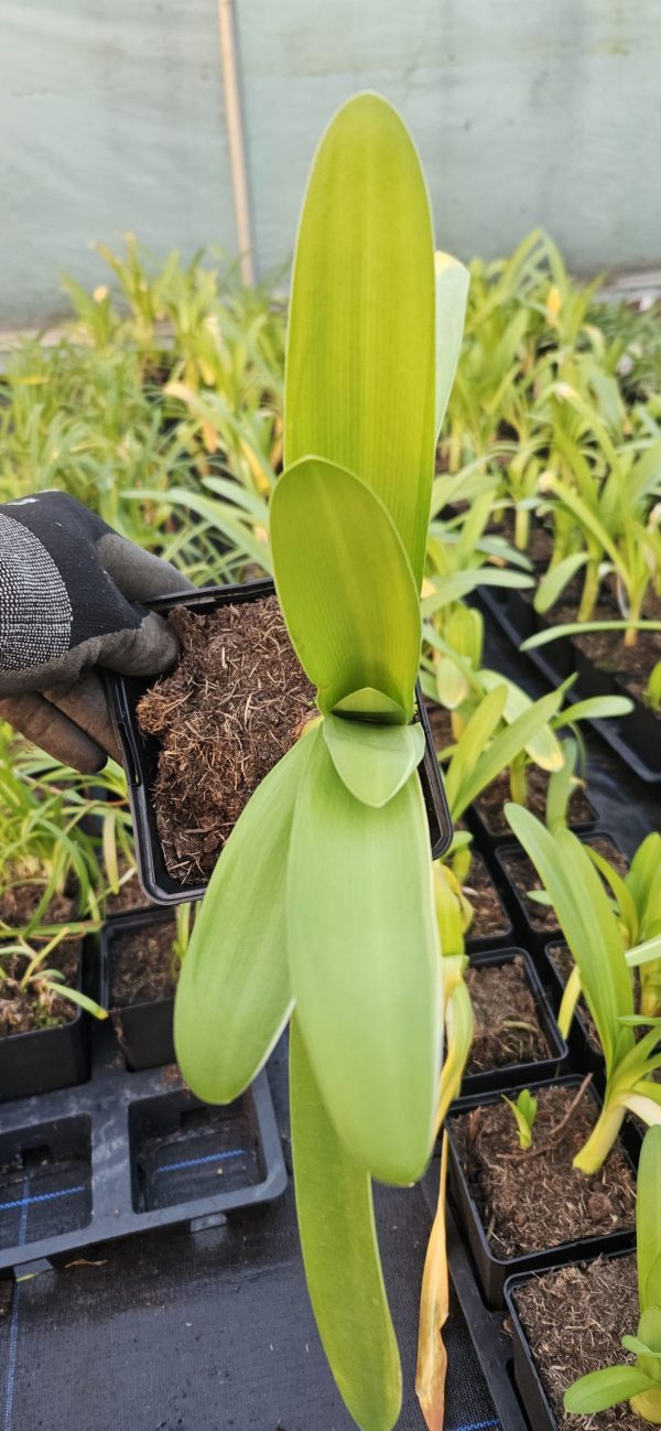 Agapanthus 'Meghans Mauve'