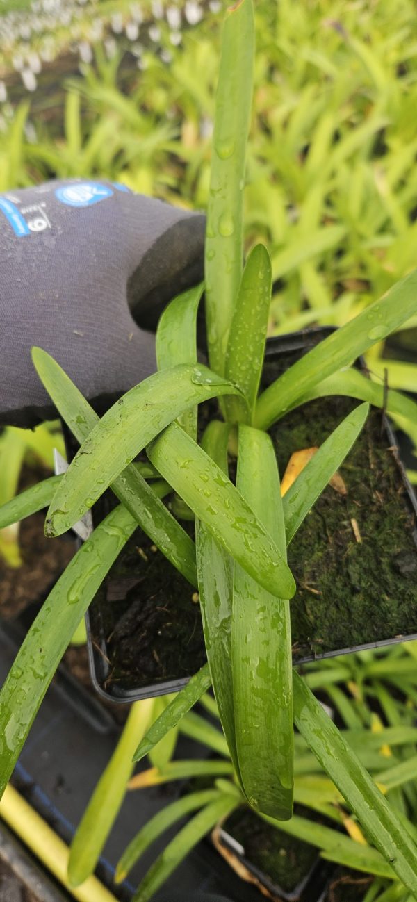 Agapanthus 'Stardust'
