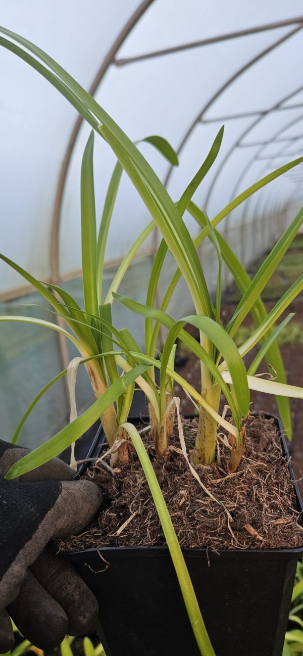 Agapanthus 'Stargazer' Agapanthus 'Stargazer'