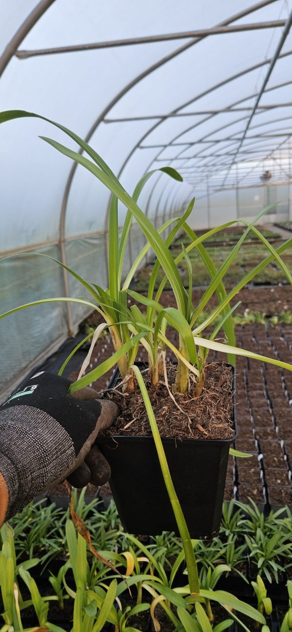 Agapanthus 'Stargazer'2 Agapanthus 'Stargazer'