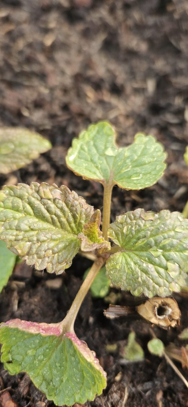 Agastache 'Blue Boa'