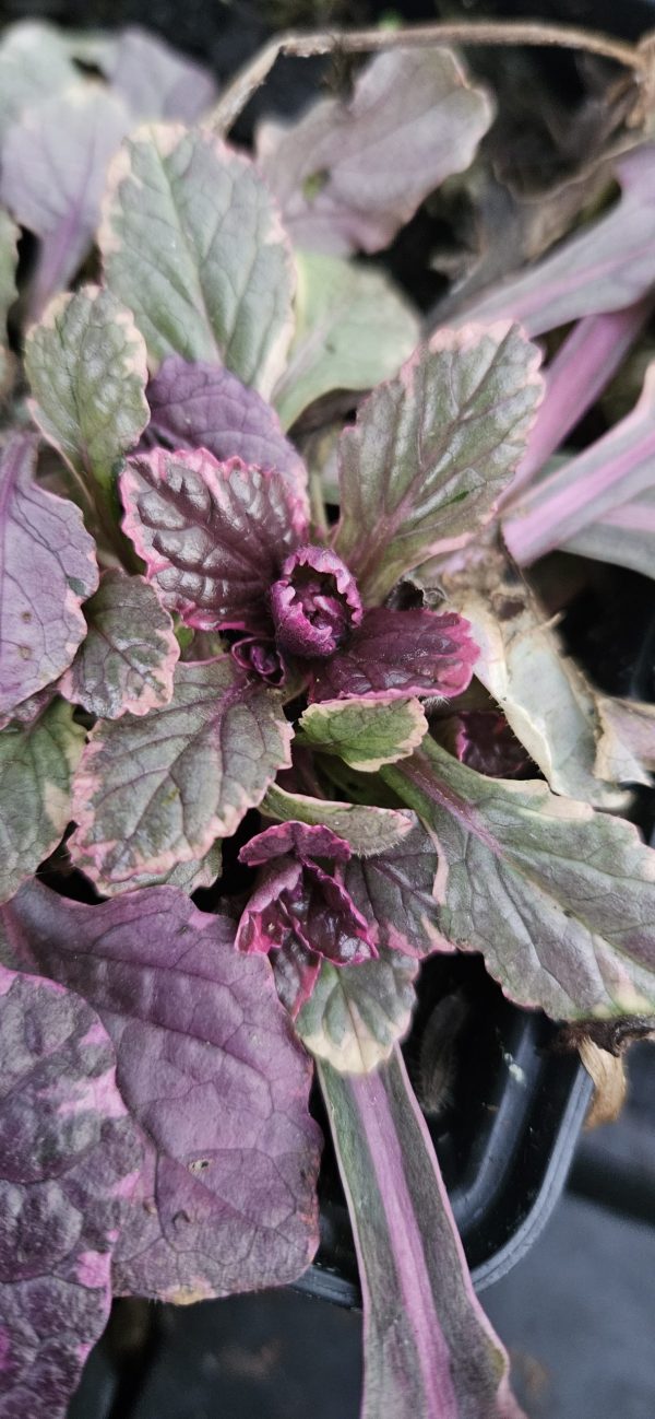 Ajuga reptans 'Burgundy Glow'