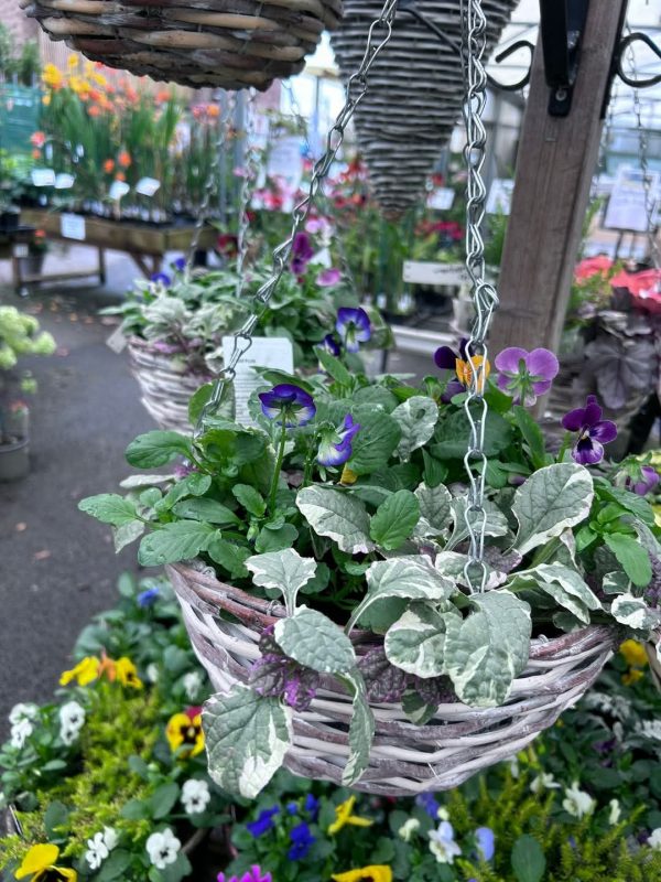 Ajuga reptans 'Burgundy Glow'2 Ajuga reptans 'Burgundy Glow'