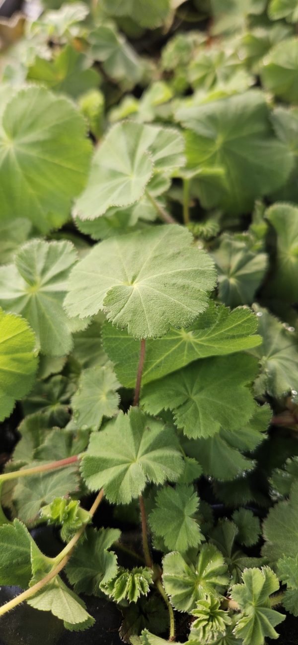 Alchemilla mollis Alchemilla mollis