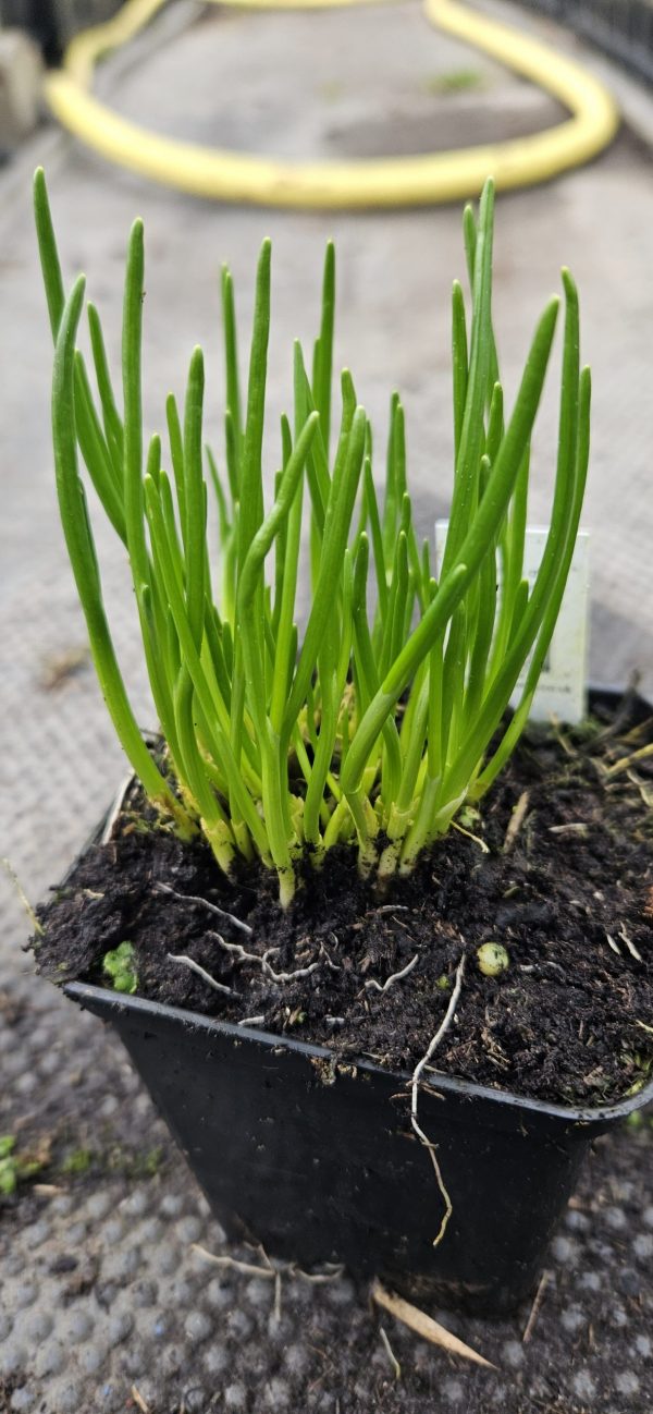 Allium schoenoprasum (One Series) 'Pink One' Allium schoenoprasum (One Series) 'Pink One'