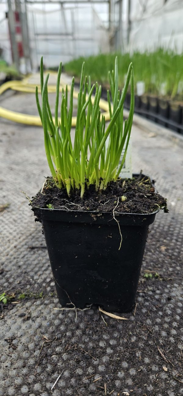 Allium schoenoprasum (One Series) 'Pink One'2 Allium schoenoprasum (One Series) 'Pink One'