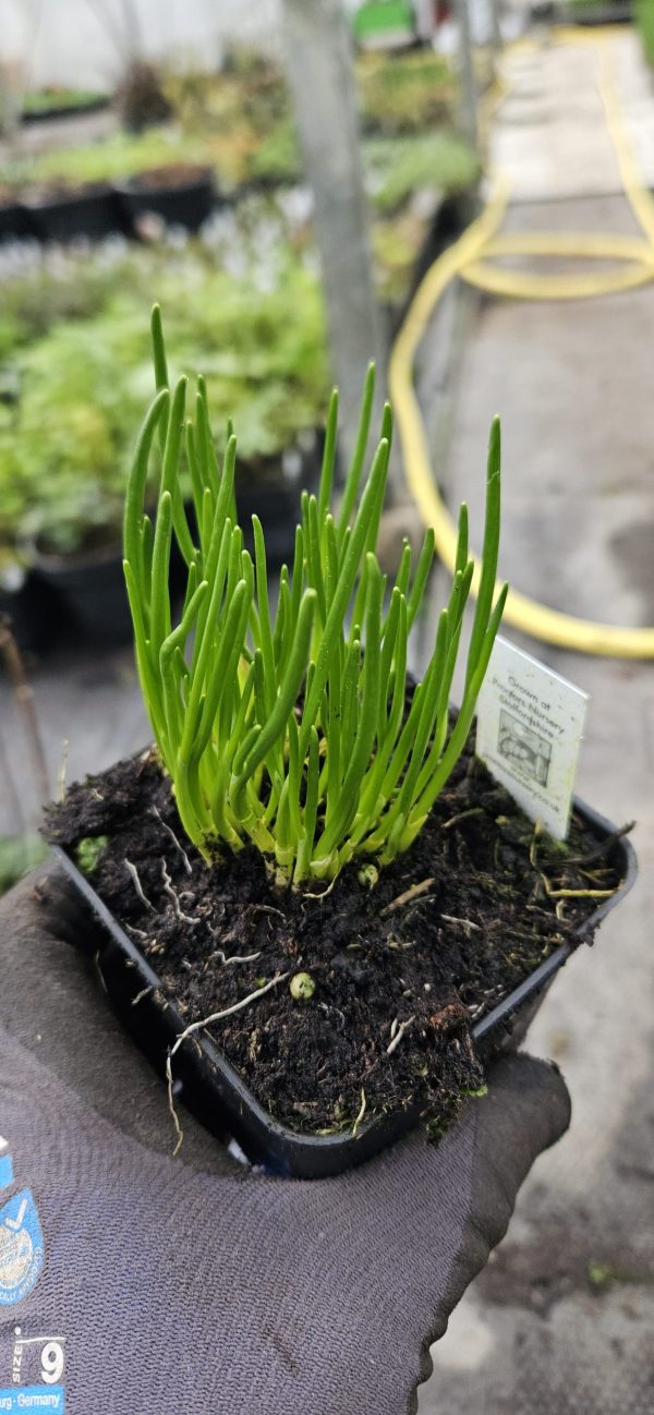 Allium schoenoprasum (One Series) 'Pink One'3 Allium schoenoprasum (One Series) 'Pink One'