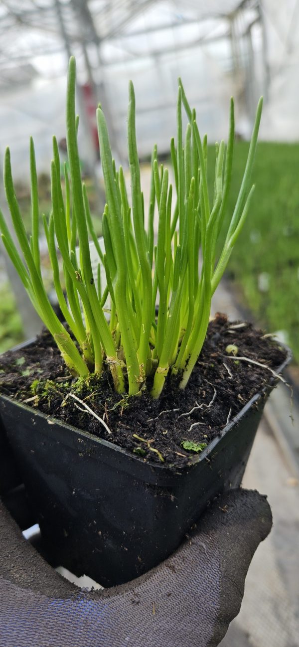 Allium schoenoprasum (One Series) 'Purple One'2 Allium schoenoprasum (One Series) 'Purple One'