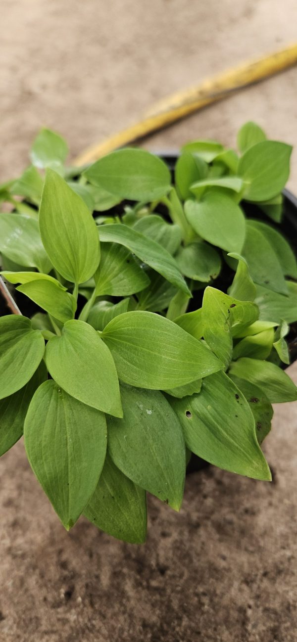 Alstroemeria Inticancha 'Bryce' Alstroemeria Inticancha 'Bryce'