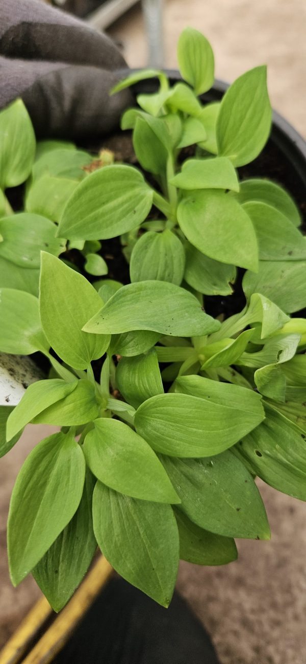 Alstroemeria Inticancha 'Bryce'2 Alstroemeria Inticancha 'Bryce'