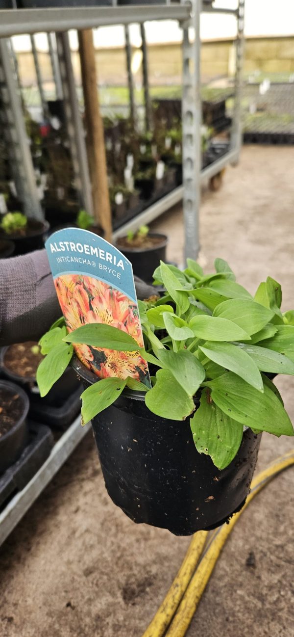 Alstroemeria Inticancha 'Bryce'3 Alstroemeria Inticancha 'Bryce'