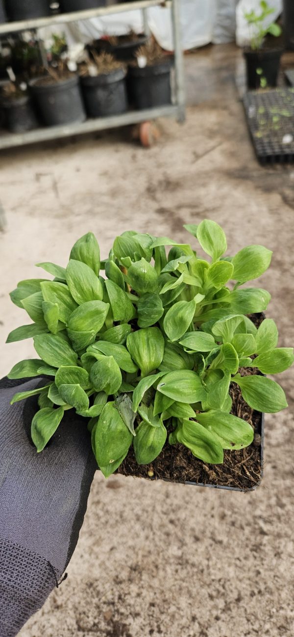 Alstroemeria 'Little Miss Candy' Alstroemeria 'Little Miss Candy'