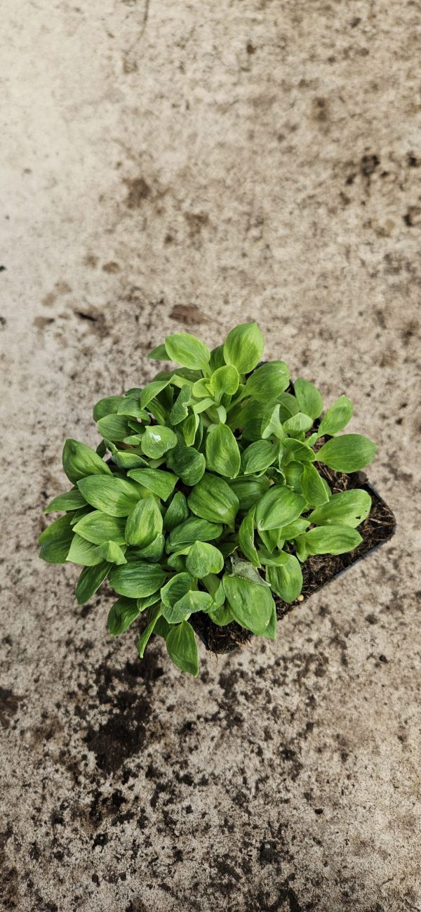 Alstroemeria 'Little Miss Candy'2 Alstroemeria 'Little Miss Candy'