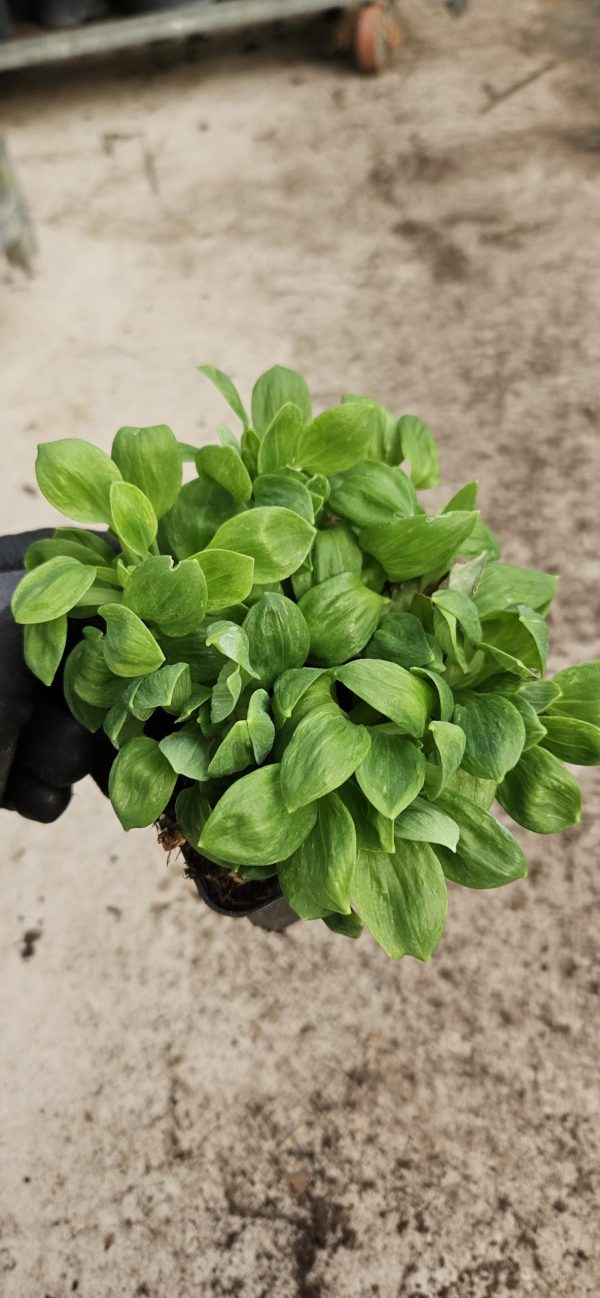 Alstroemeria 'Little Miss Candy'3 Alstroemeria 'Little Miss Candy'