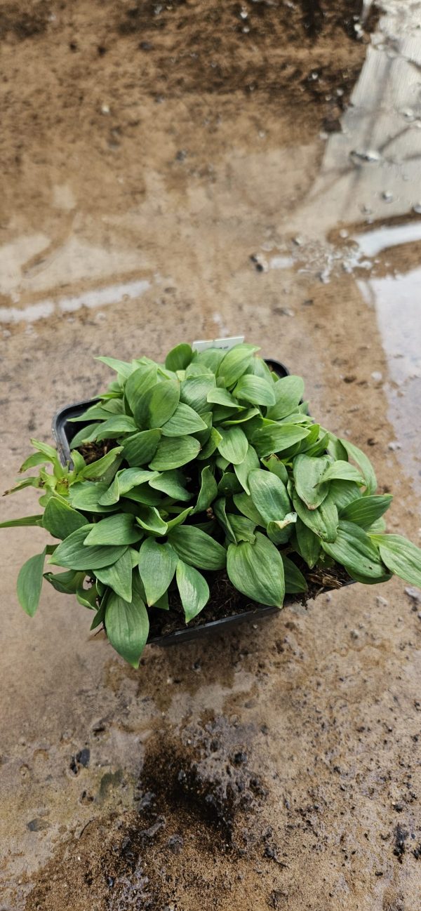 Alstroemeria 'Little Miss Davina' Alstroemeria 'Little Miss Davina'