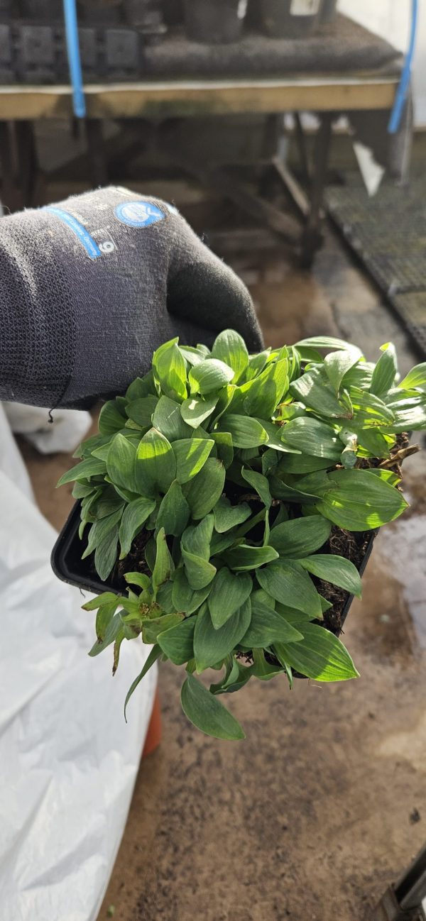 Alstroemeria 'Little Miss Davina'2 Alstroemeria 'Little Miss Davina'