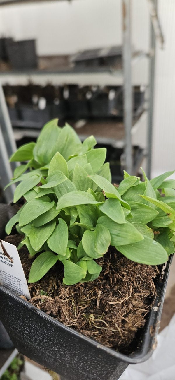 Alstroemeria 'Little Miss Rosalind' Alstroemeria 'Little Miss Rosalind'