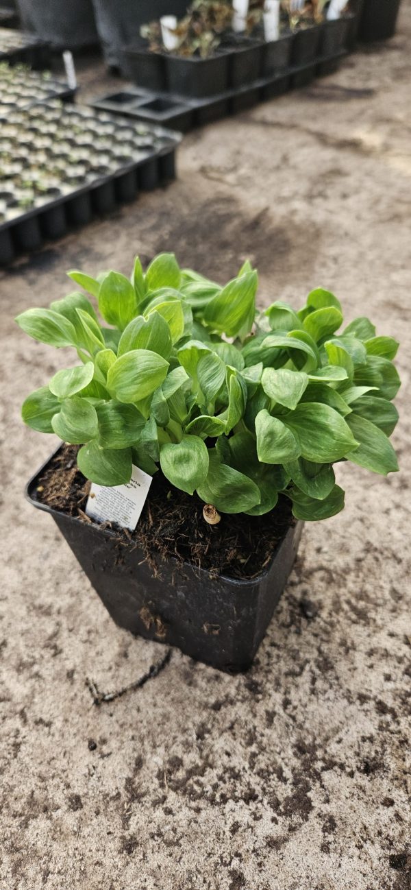 Alstroemeria 'Little Miss Sophie'