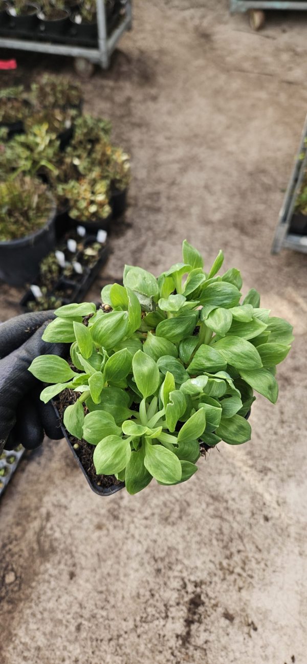 Alstroemeria 'Little Miss Sophie'