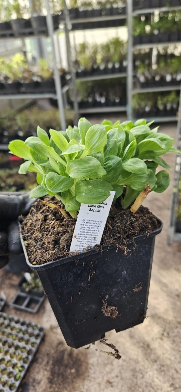 Alstroemeria 'Little Miss Sophie'