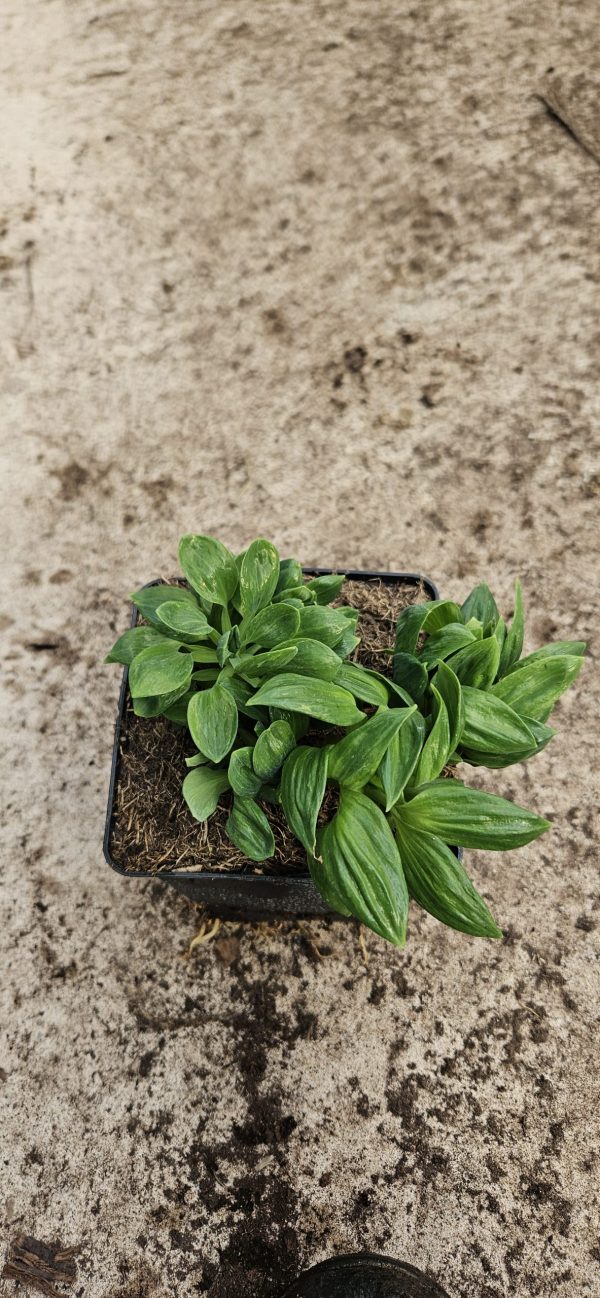 Alstroemeria 'Little Miss Vanessa'