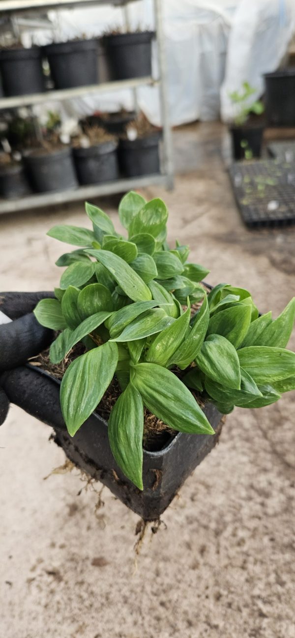 Alstroemeria 'Little Miss Vanessa'