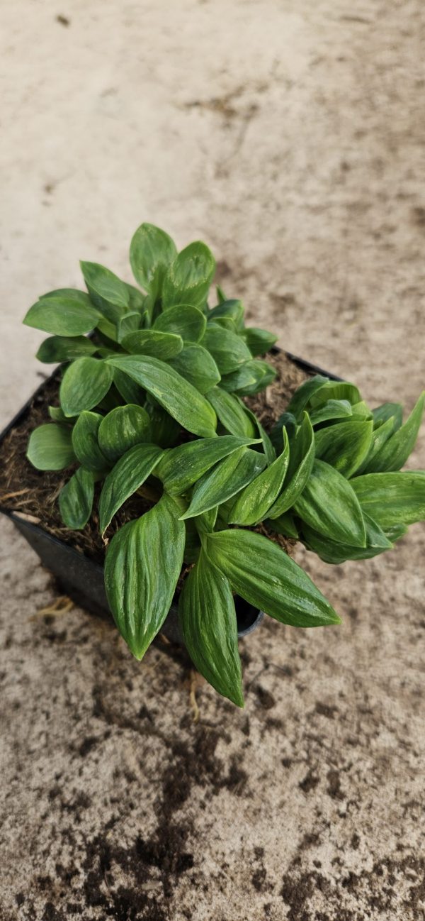 Alstroemeria 'Little Miss Vanessa'