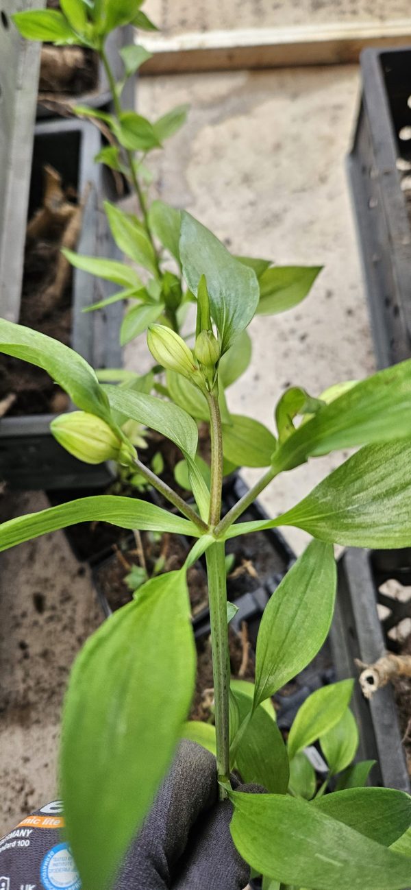 Alstroemeria Summer Paradise Collection 'Summer Break' Alstroemeria Summer Paradise Collection 'Summer Break'