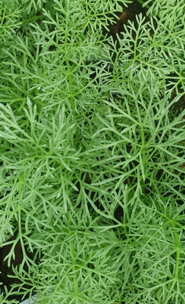 Ammi 'Green Mist' Ammi 'Green Mist'