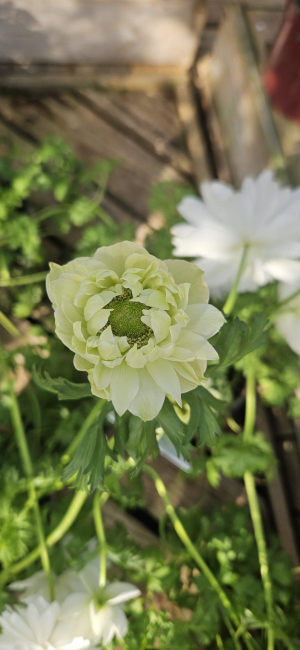Anemone coronaria 'Harmony Double White'
