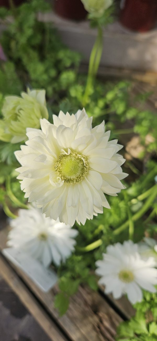Anemone coronaria 'Harmony Mix'