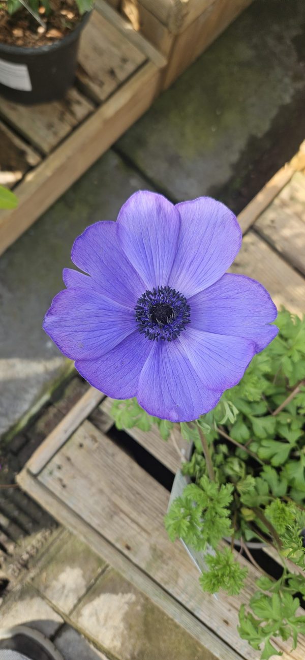 Anemone coronaria 'Harmony Mix'