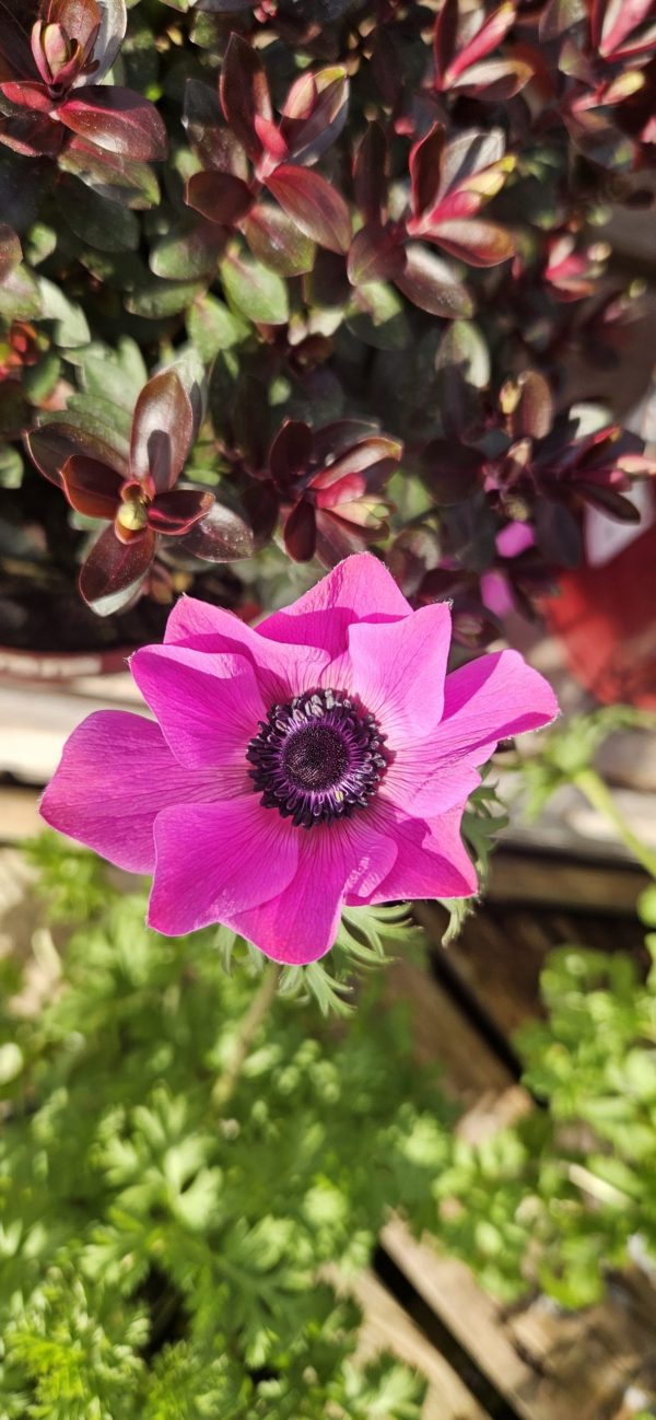 Anemone coronaria 'Harmony Orchid'