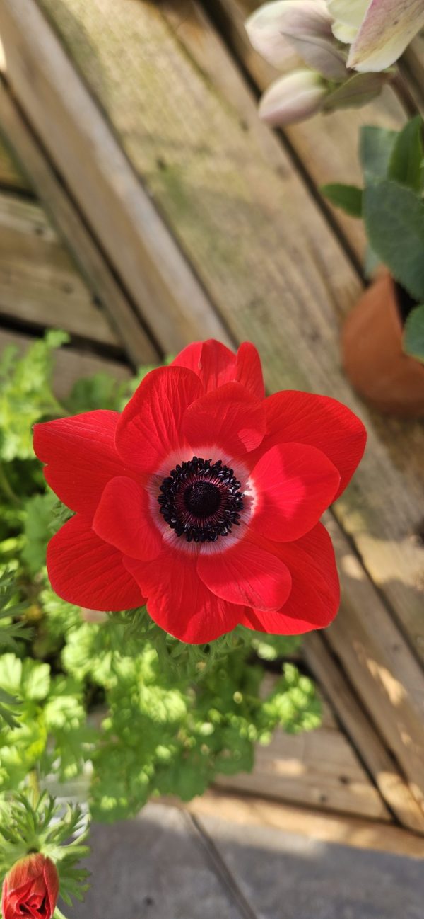 Anemone coronaria 'Harmony Scarlet'