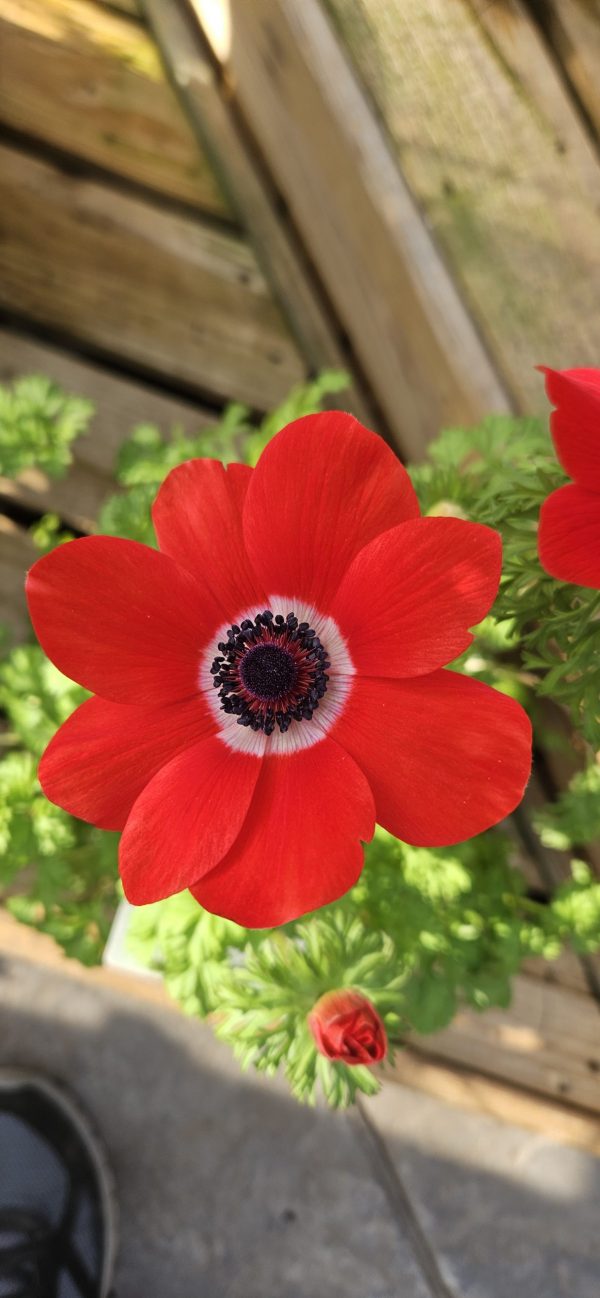 Anemone coronaria 'Harmony Scarlet'
