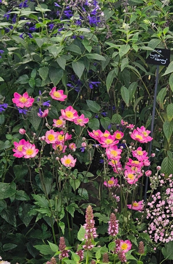 Anemone hupehensis 'Aurora' (Fantasy Series) Anemone hupehensis 'Aurora'