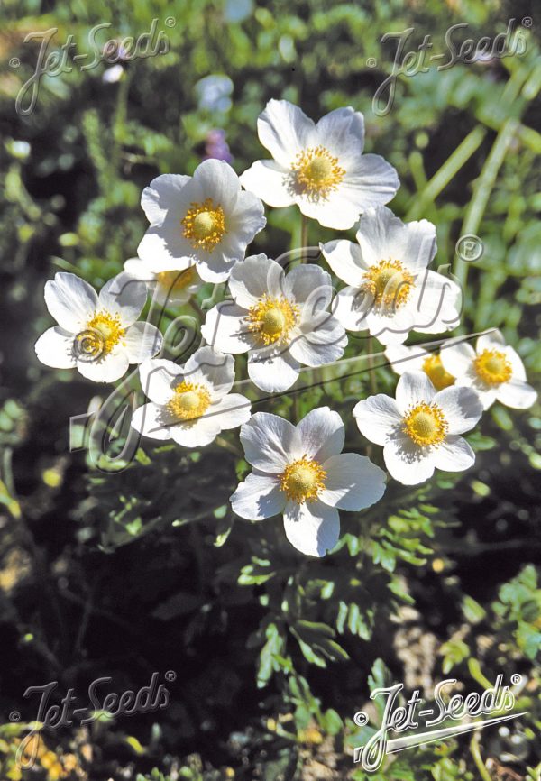 Anemone sylvestris