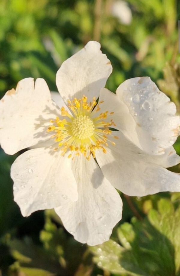 Anemone sylvestris 'Madonna' Anemone sylvestris 'Madonna'