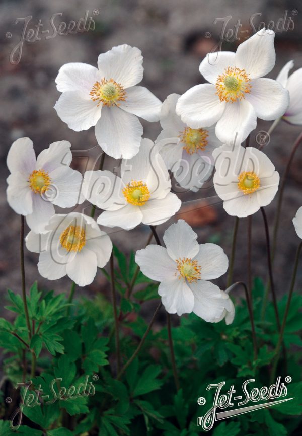 Anemone sylvestris