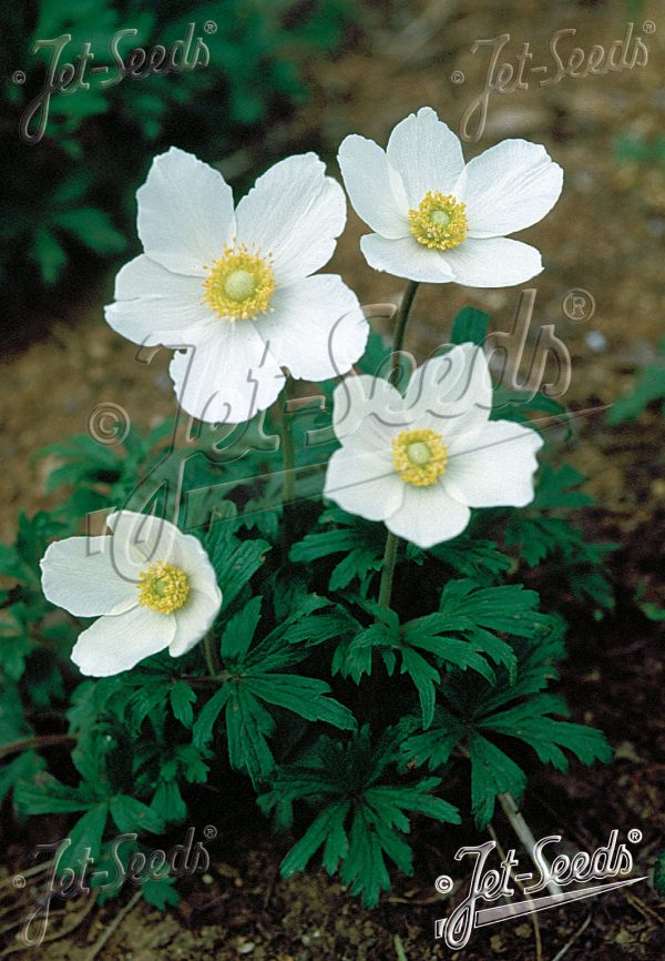 Anemone sylvestris