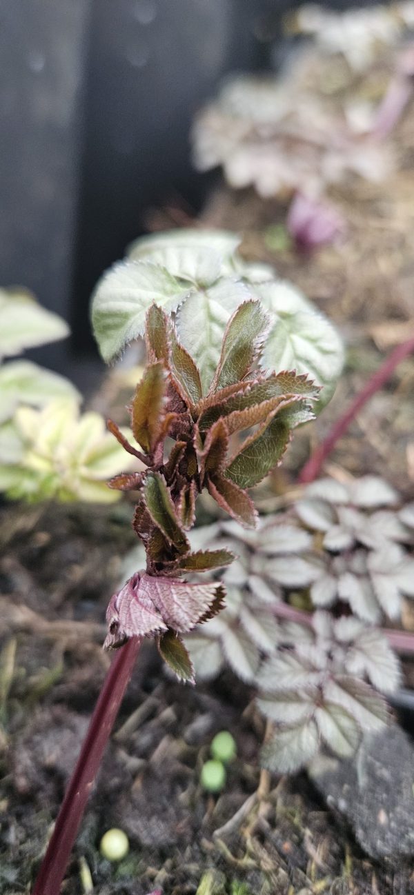 Angelica sylvestris 'Ebony' Angelica sylvestris 'Ebony'