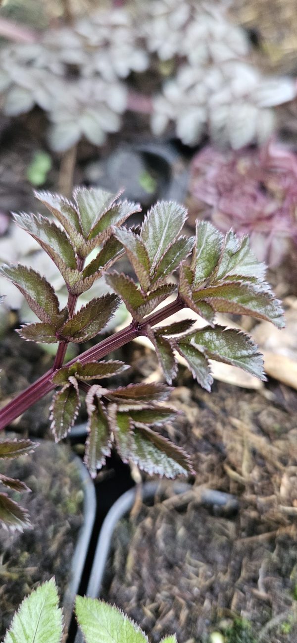 Angelica sylvestris 'Ebony'2 Angelica sylvestris 'Ebony'
